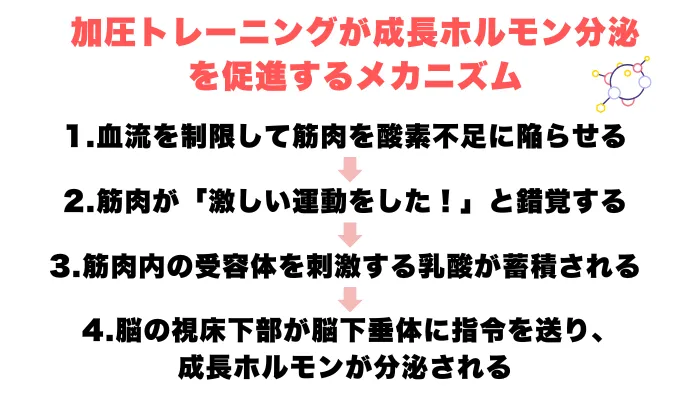 加圧トレーニングと成長ホルモンの関係性